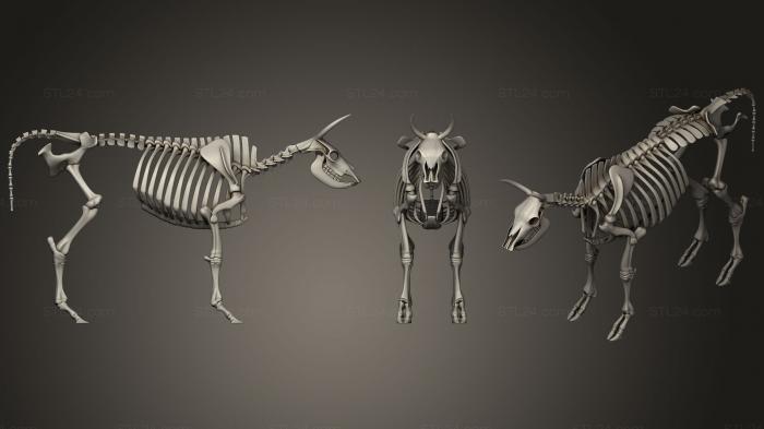 Анатомия скелеты и черепа (Скелет коровы, ANTM_0361) 3D модель для ЧПУ станка